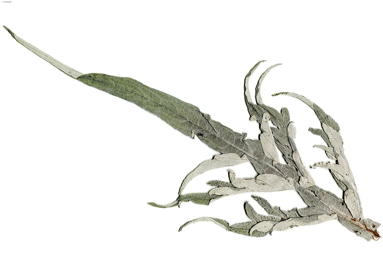 Cynara scolymus (Asteraceae)